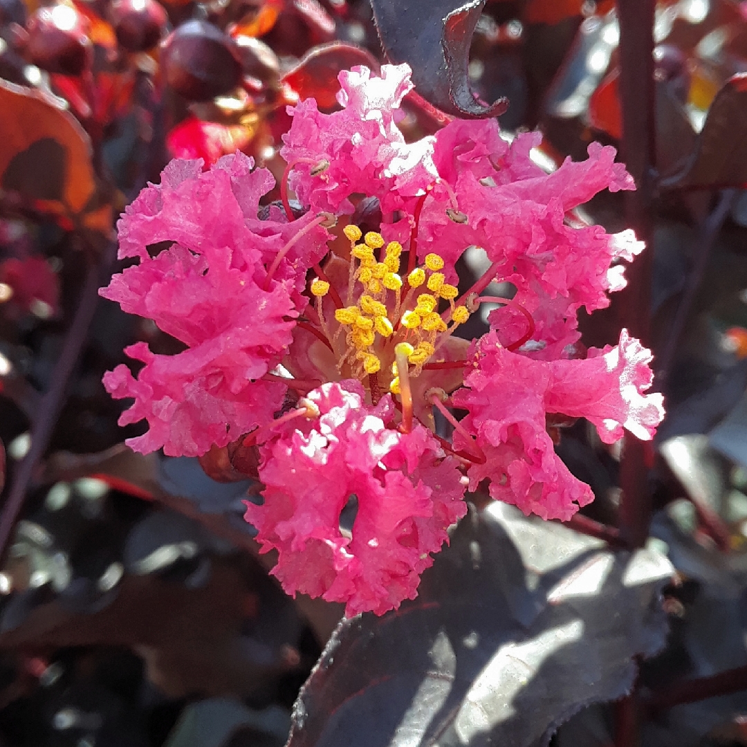 Crepe Myrtle Black Diamond® Red in the GardenTags plant encyclopedia