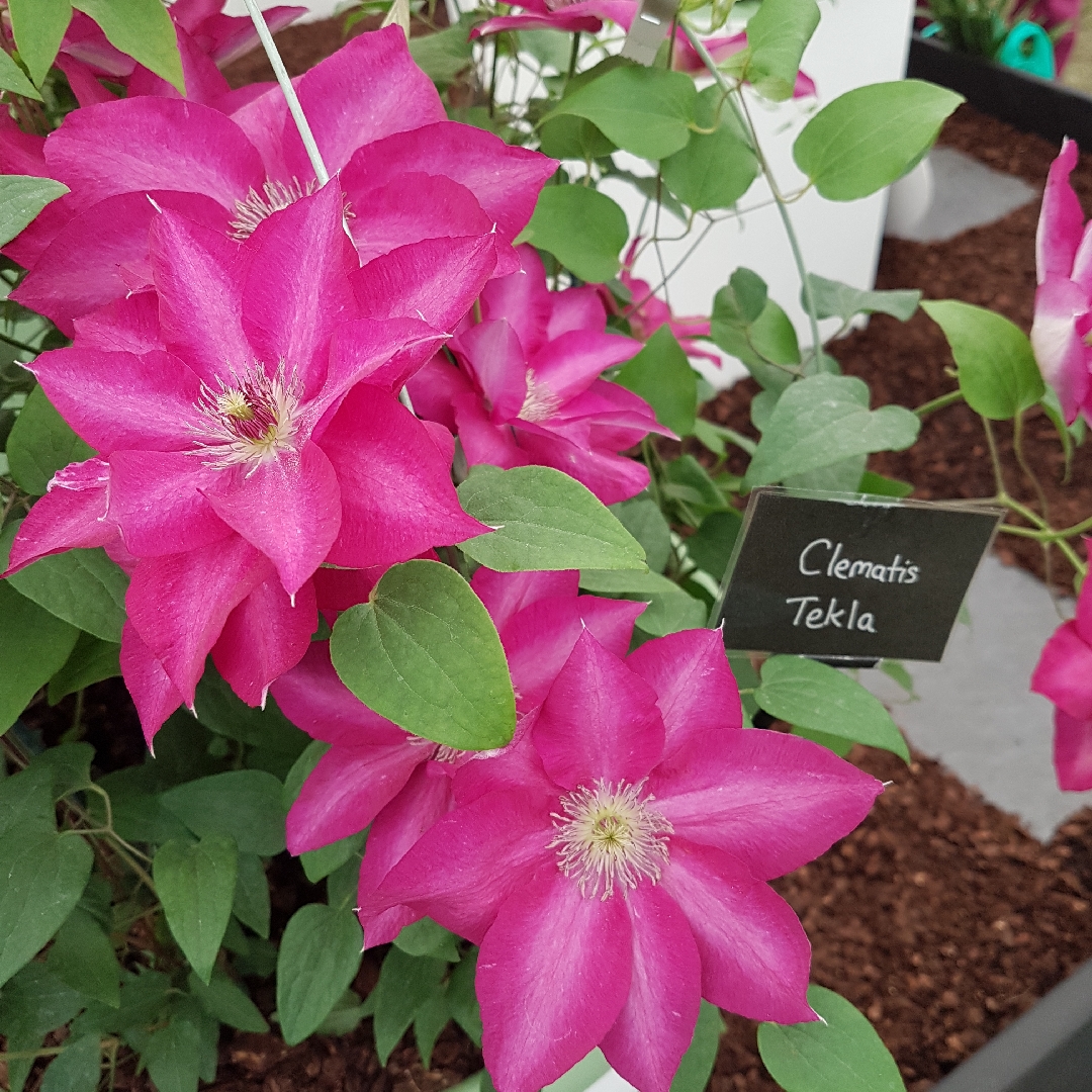 Clematis Tekla™ in the GardenTags plant encyclopedia