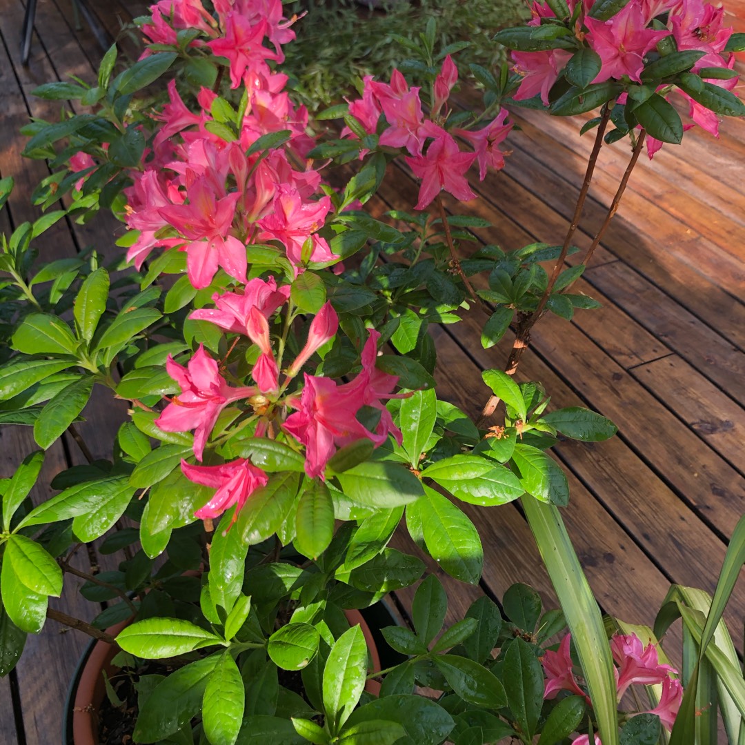 Azalea Balzac in the GardenTags plant encyclopedia