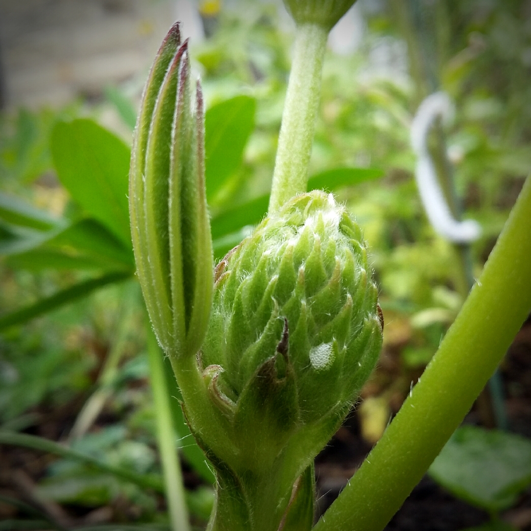 Lupin Band of Nobles Mixed in the GardenTags plant encyclopedia