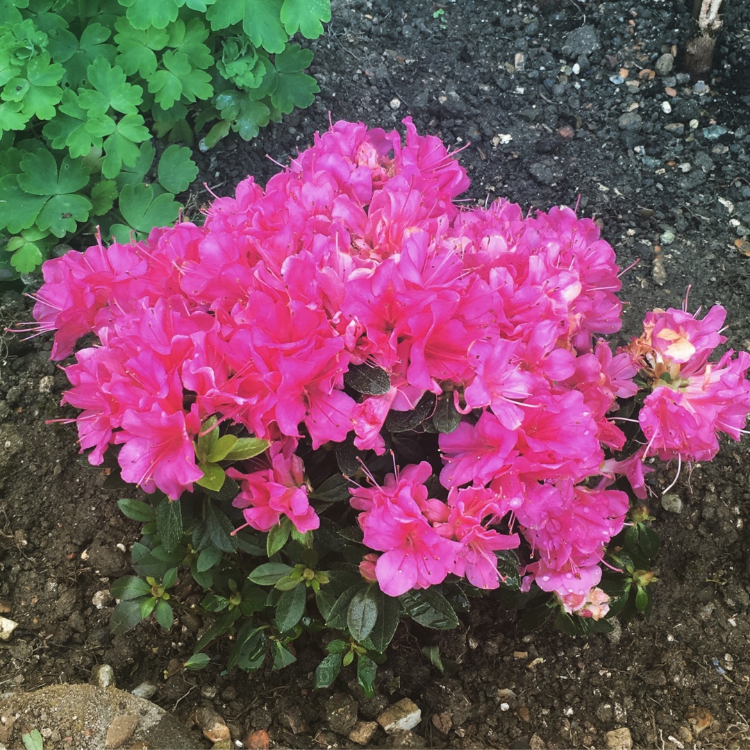 Azalea Pink Panther in the GardenTags plant encyclopedia