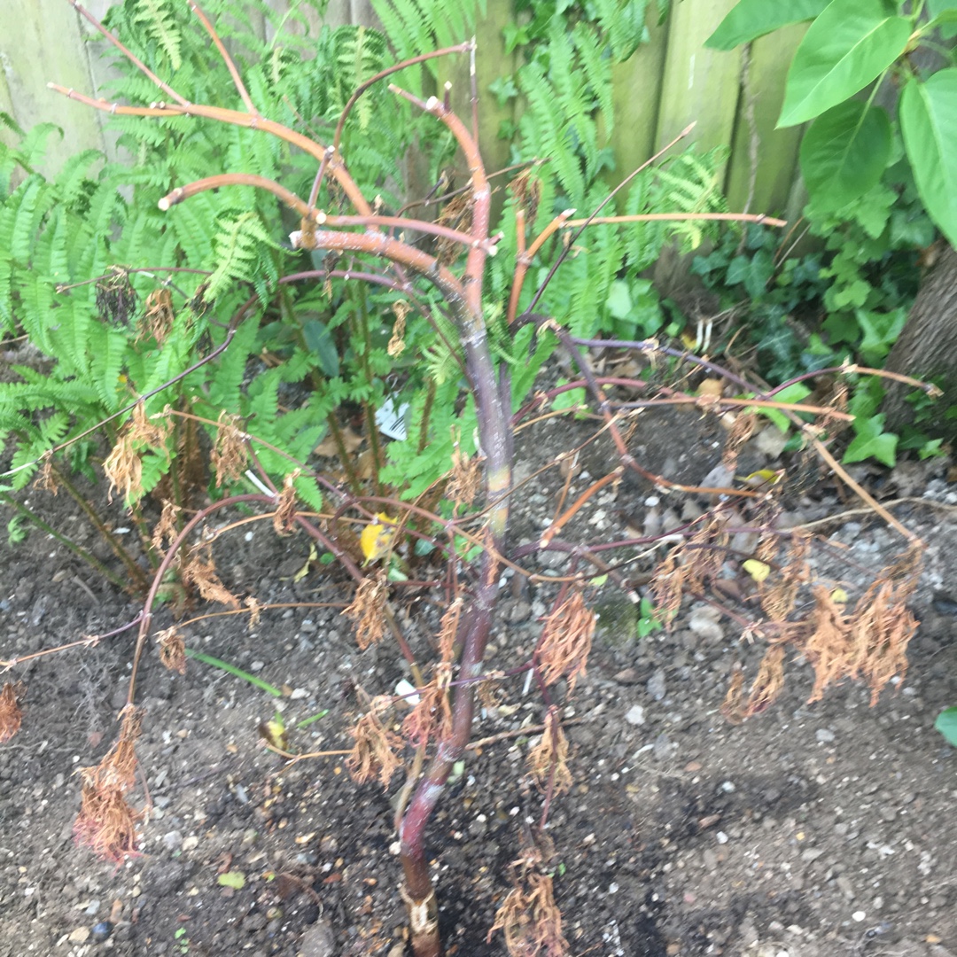 Cut Leaf Japanese Maple Orangeola in the GardenTags plant encyclopedia