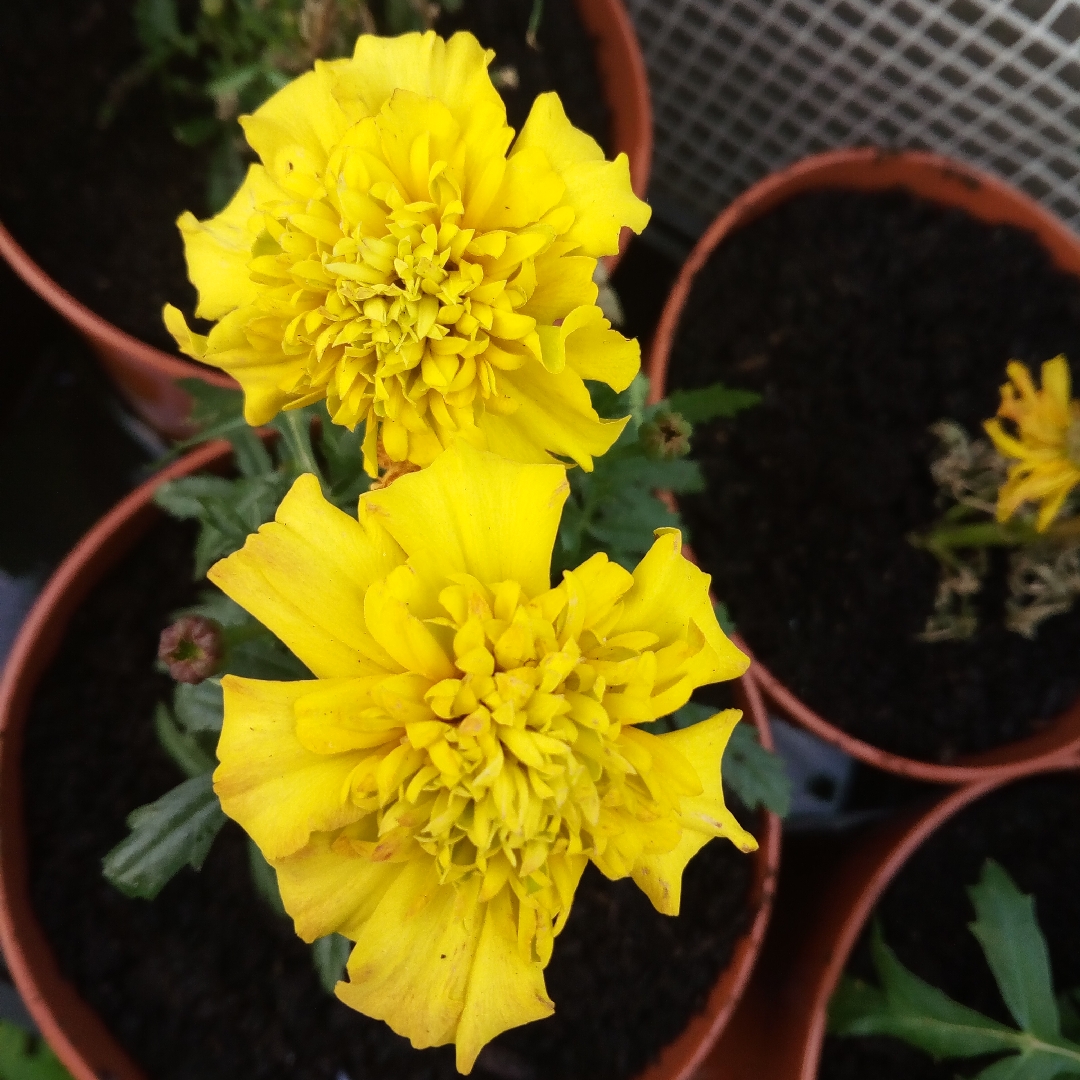 French Marigold Bonanza Yellow in the GardenTags plant encyclopedia