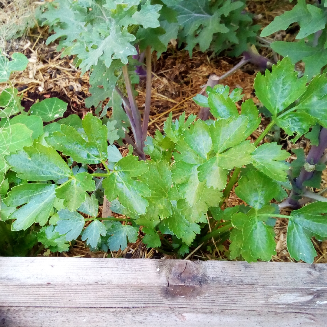 Apium Graveolens 'Amsterdam', Cutting Leaf Celery in GardenTags plant ...