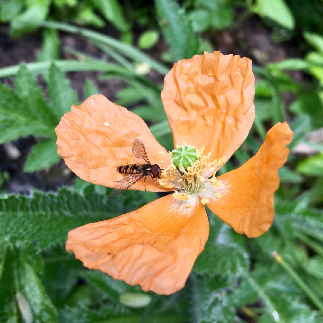 Atlantic Poppy in the GardenTags plant encyclopedia