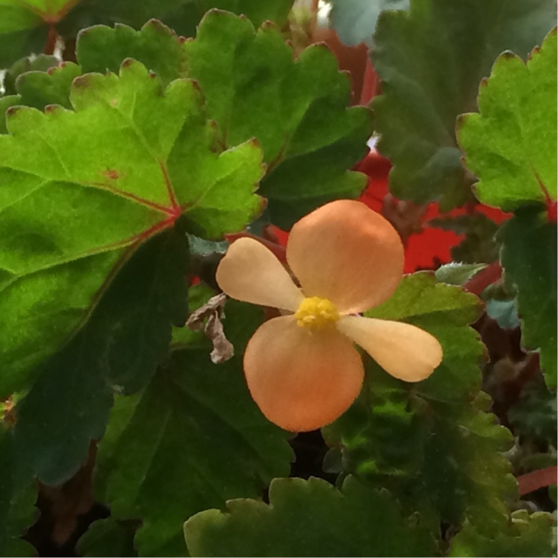 Sutherland Begonia in the GardenTags plant encyclopedia