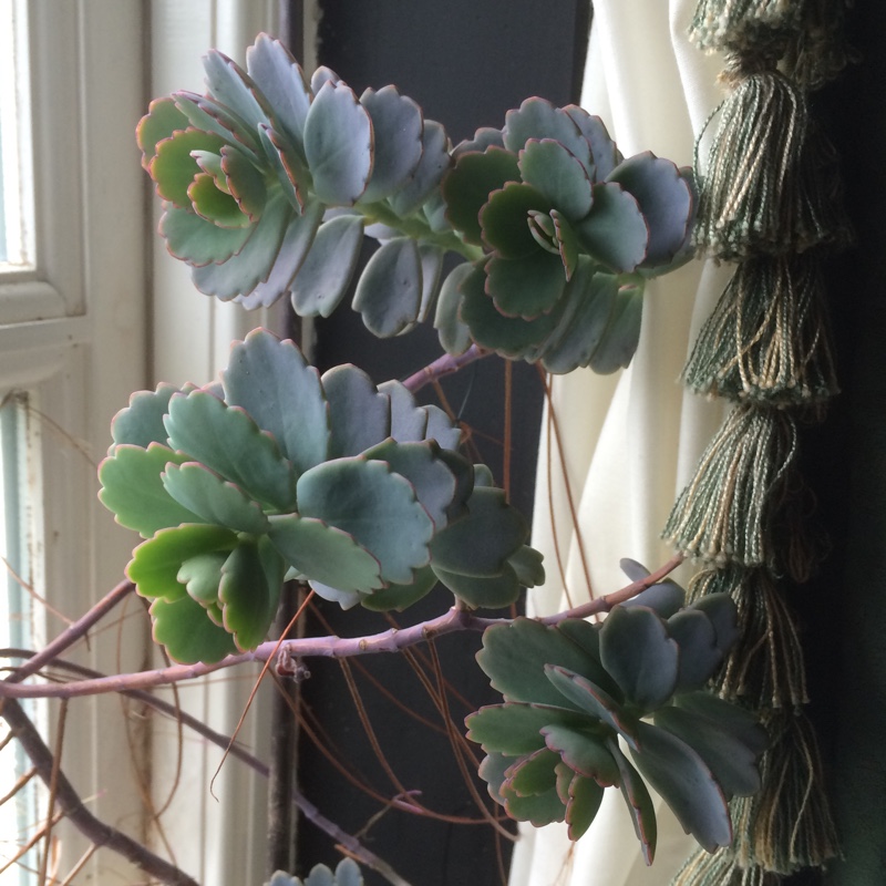 Kalanchoe Lokarana in the GardenTags plant encyclopedia