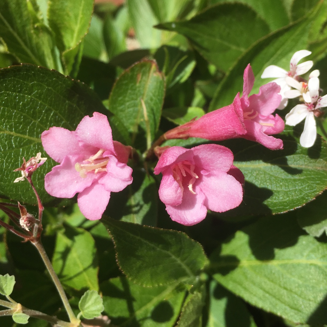 Weigela Pink Poppet in the GardenTags plant encyclopedia