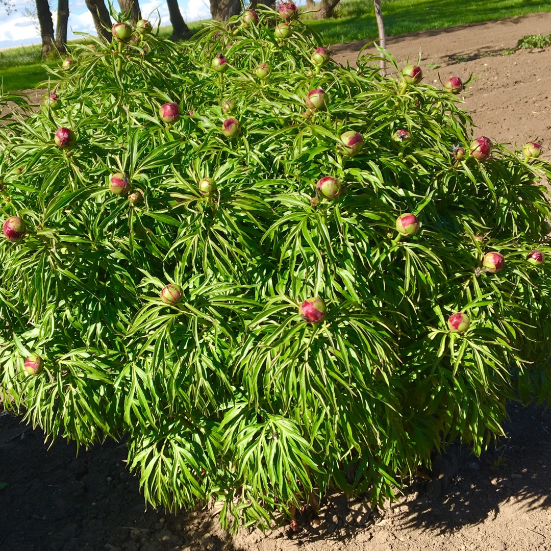 Fern Leaf Peony Early Bird in the GardenTags plant encyclopedia