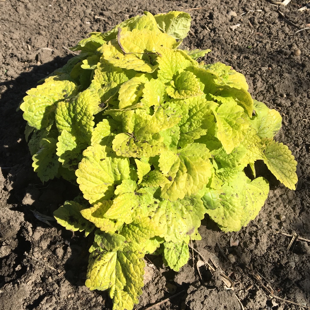 Hyssop Anise Golden Jubilee in the GardenTags plant encyclopedia