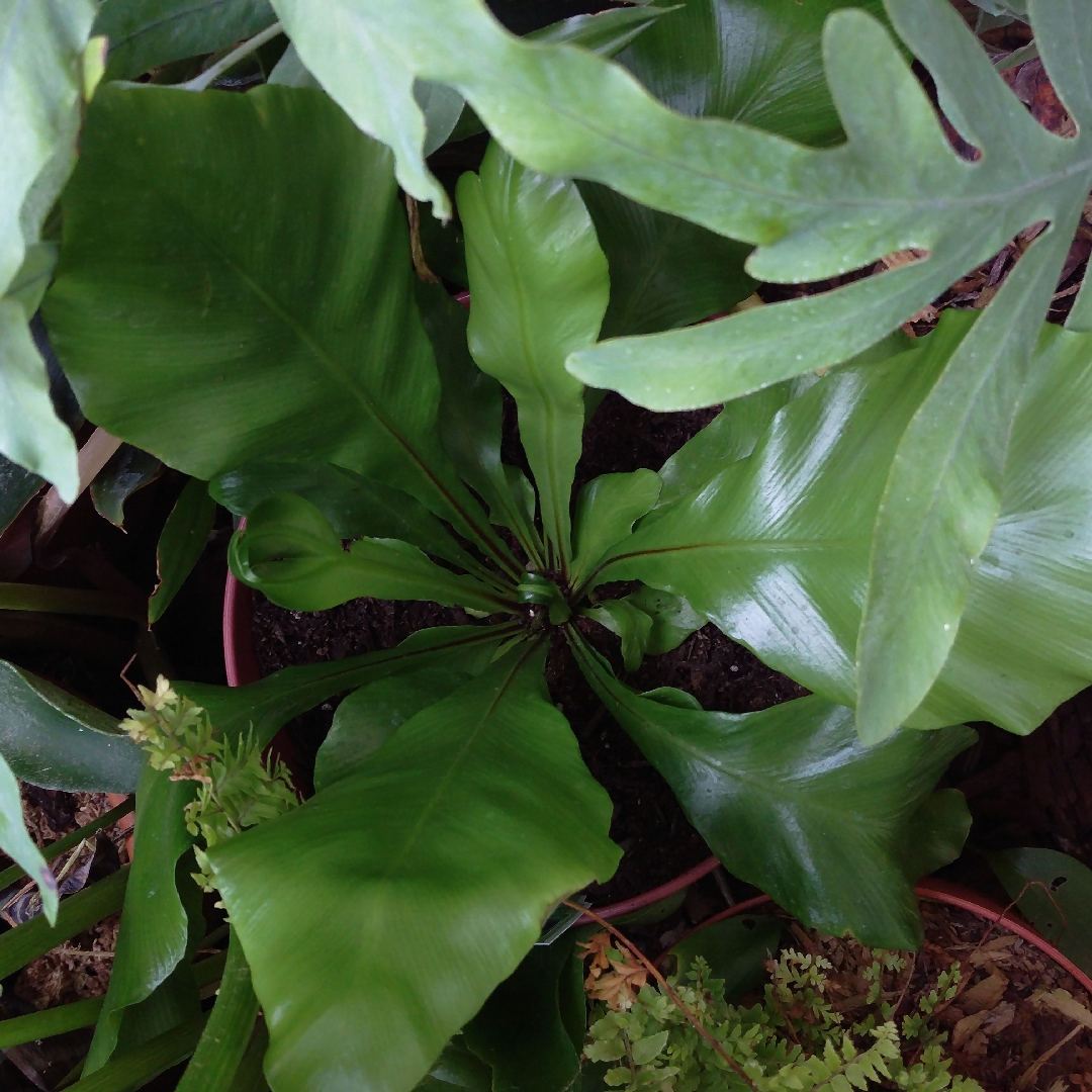 Birds Nest Fern in the GardenTags plant encyclopedia