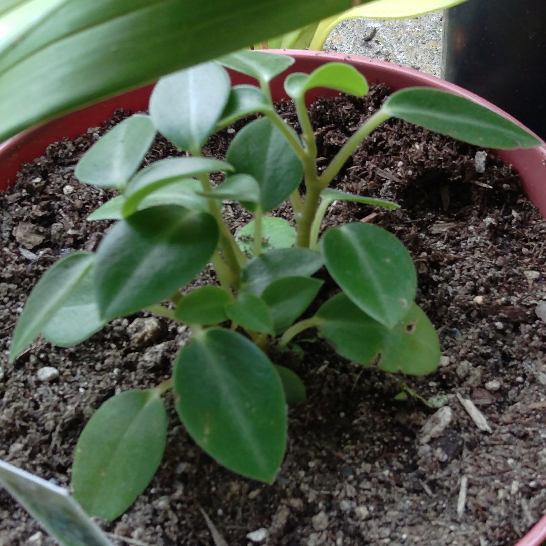 Arid-Land Peperomia in the GardenTags plant encyclopedia