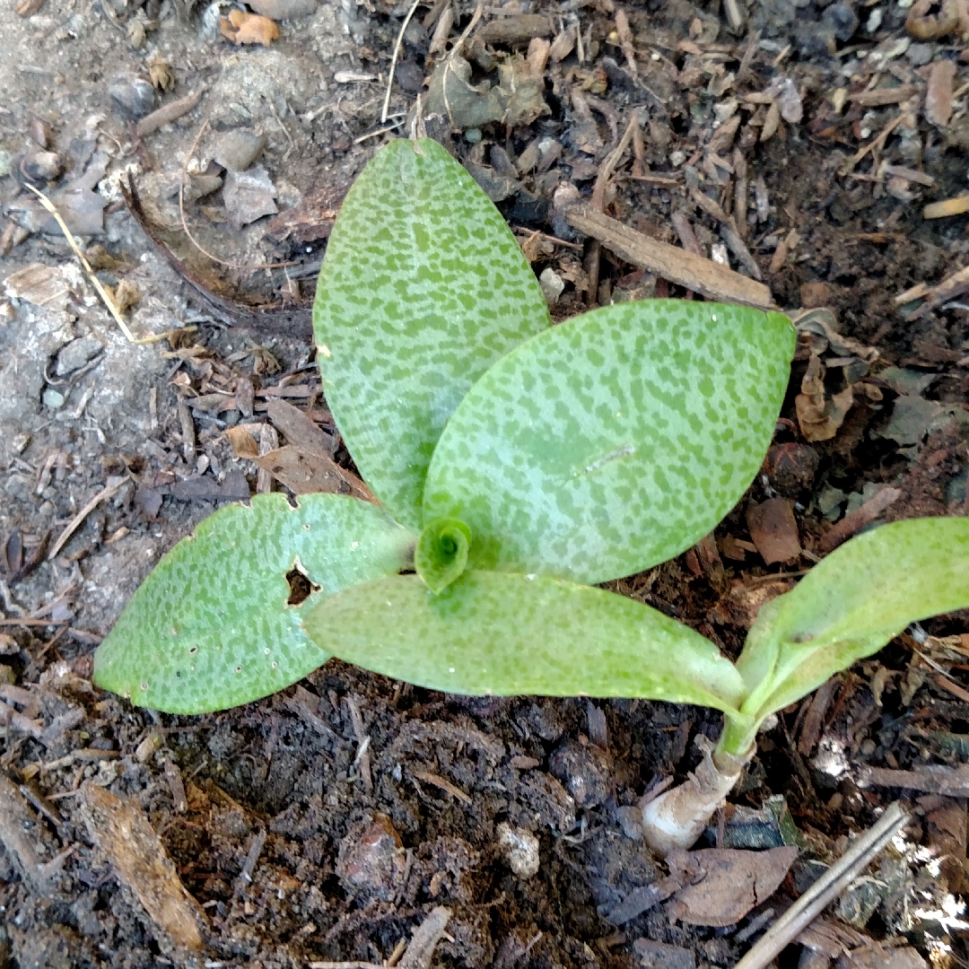 Scilla pauciflora in the GardenTags plant encyclopedia