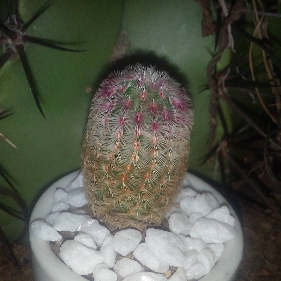 Rainbow Hedgehog Cactus in the GardenTags plant encyclopedia