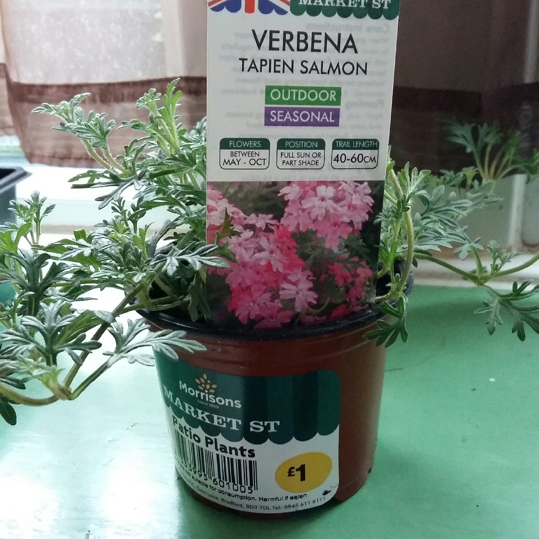 Verbena Tapien Salmon in the GardenTags plant encyclopedia