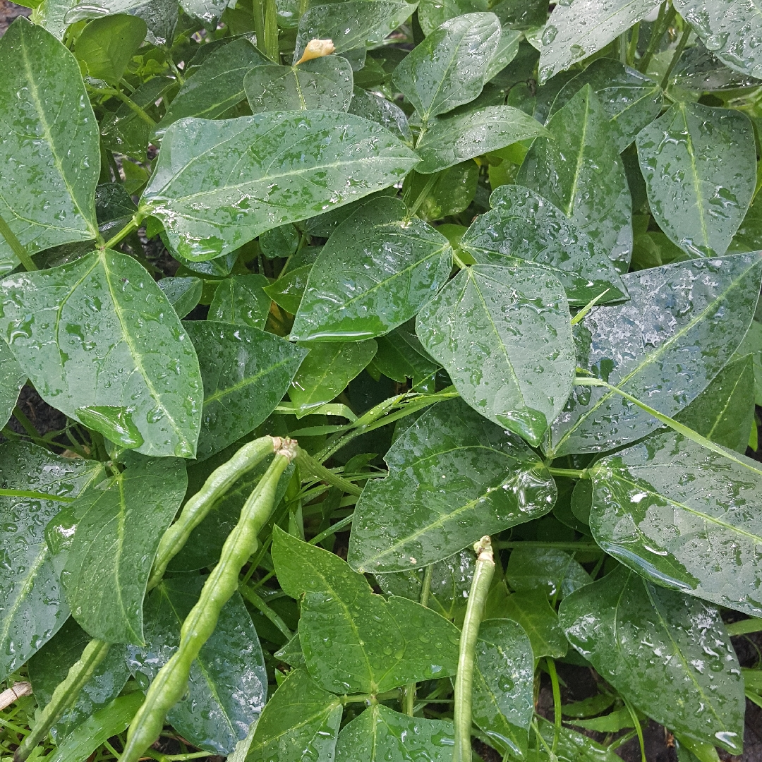 Black-eyed peas in the GardenTags plant encyclopedia