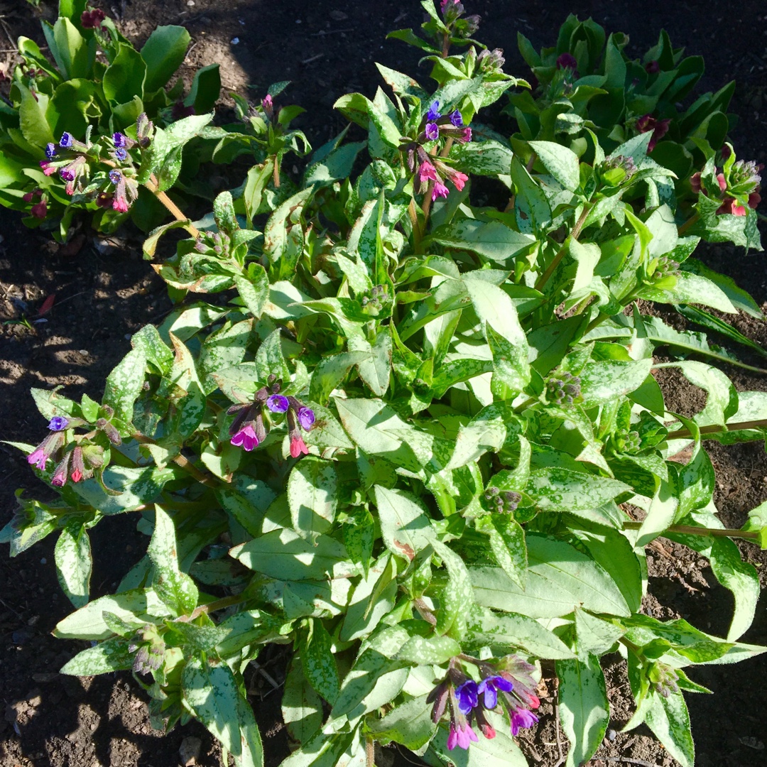 Lungwort Majeste in the GardenTags plant encyclopedia