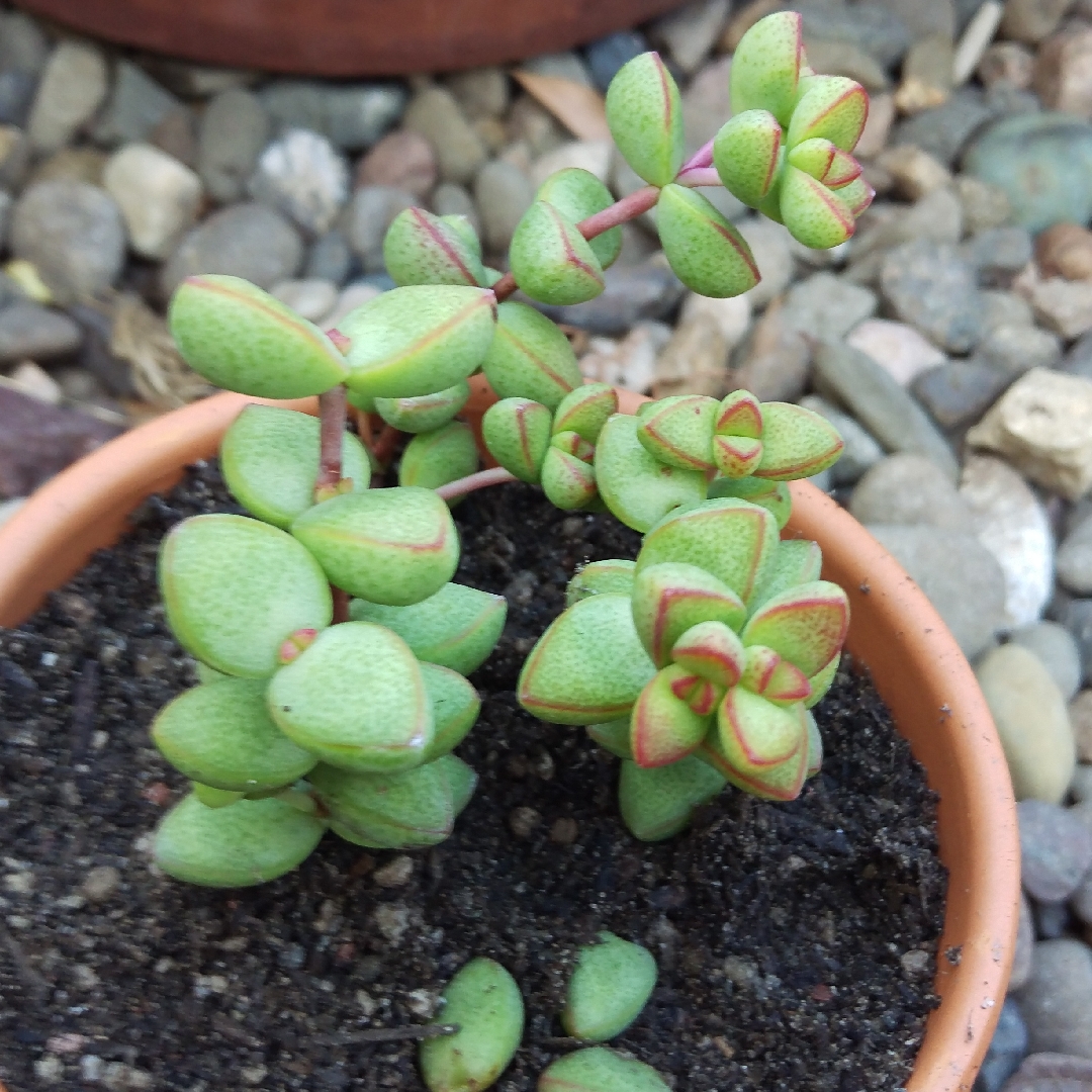 Crassula brevifolia in the GardenTags plant encyclopedia