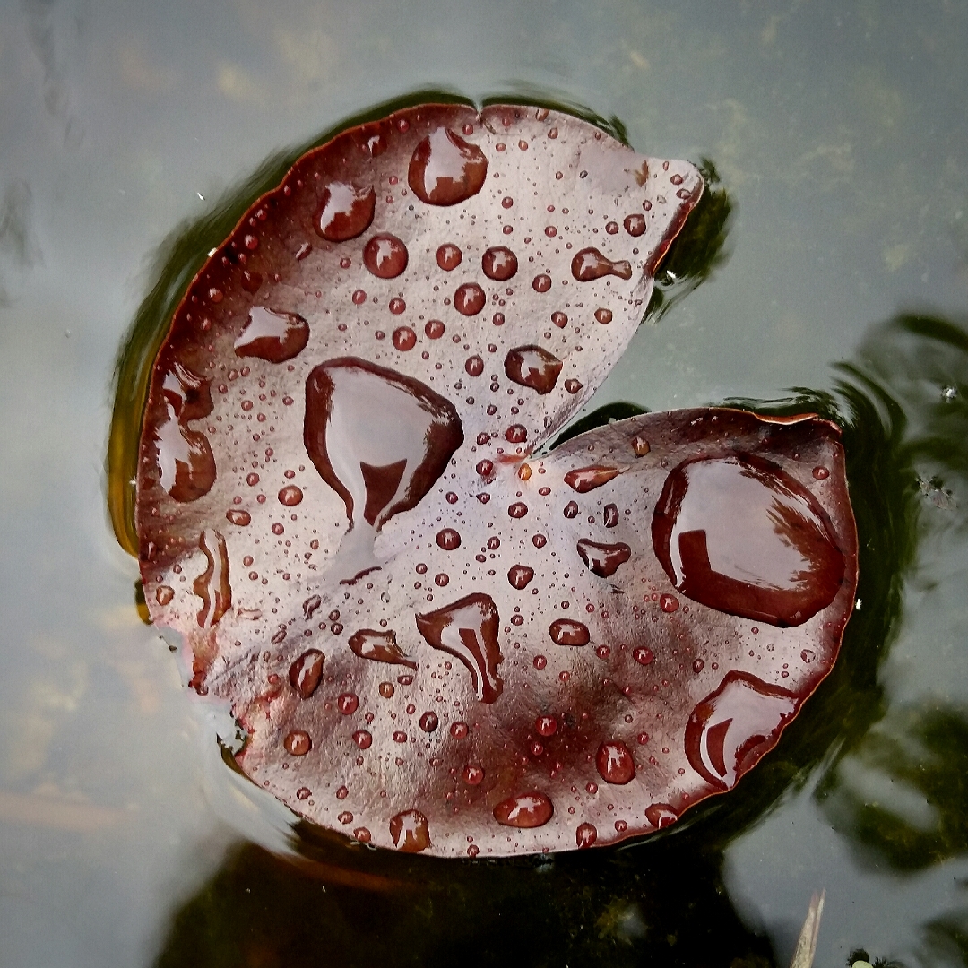 Water Lily Wanvisa in the GardenTags plant encyclopedia