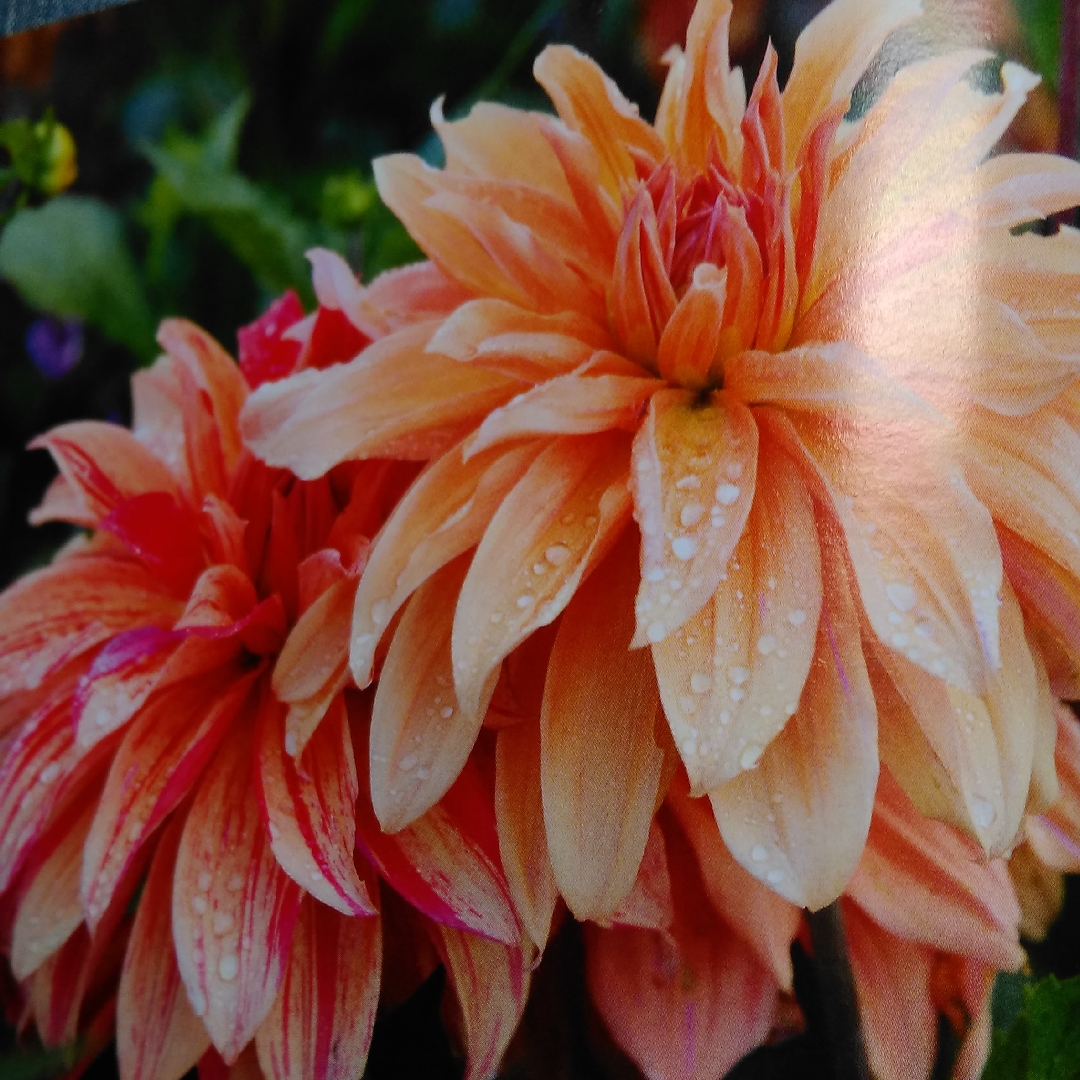 Dahlia Nonette (Waterlily) in the GardenTags plant encyclopedia