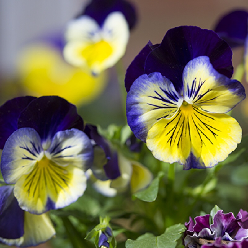 Pansy Matrix Morpheus in the GardenTags plant encyclopedia