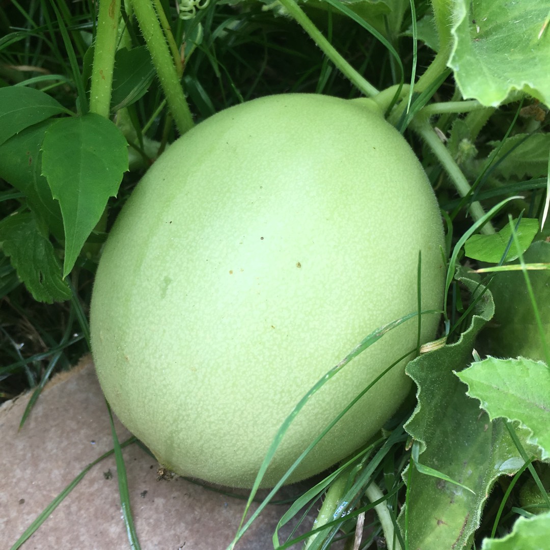 Melon Galia in the GardenTags plant encyclopedia