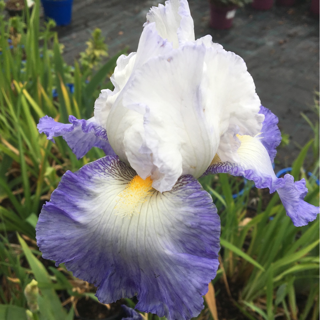 Bearded Iris Mission Ridge (Tall) in the GardenTags plant encyclopedia