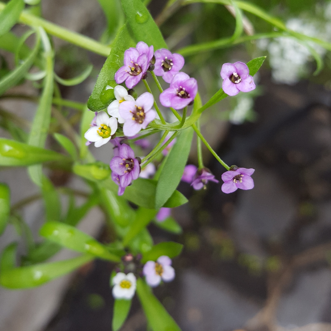 Sweet Alyssum Wonderland Mix in the GardenTags plant encyclopedia