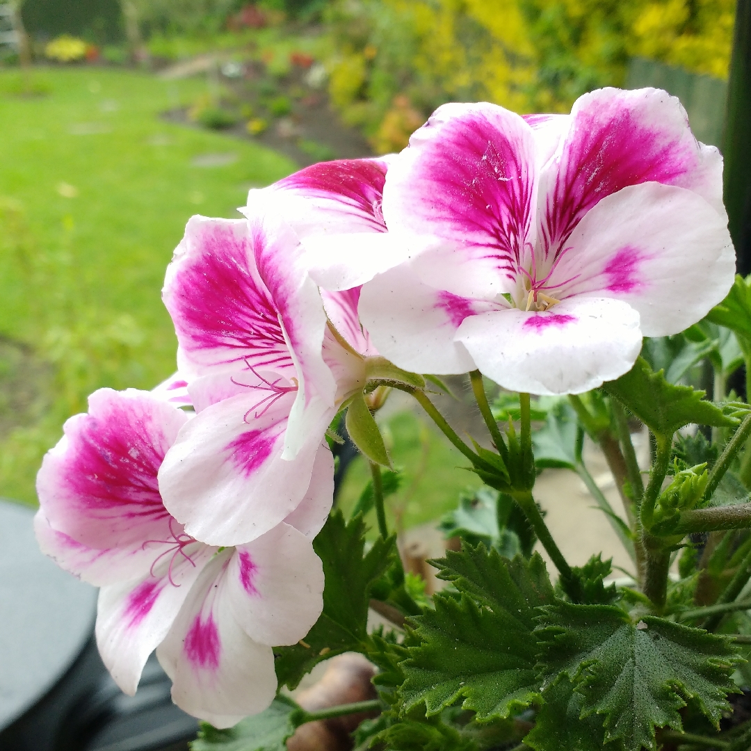 Pelargonium Graziosa Royal White (Regal) in the GardenTags plant encyclopedia