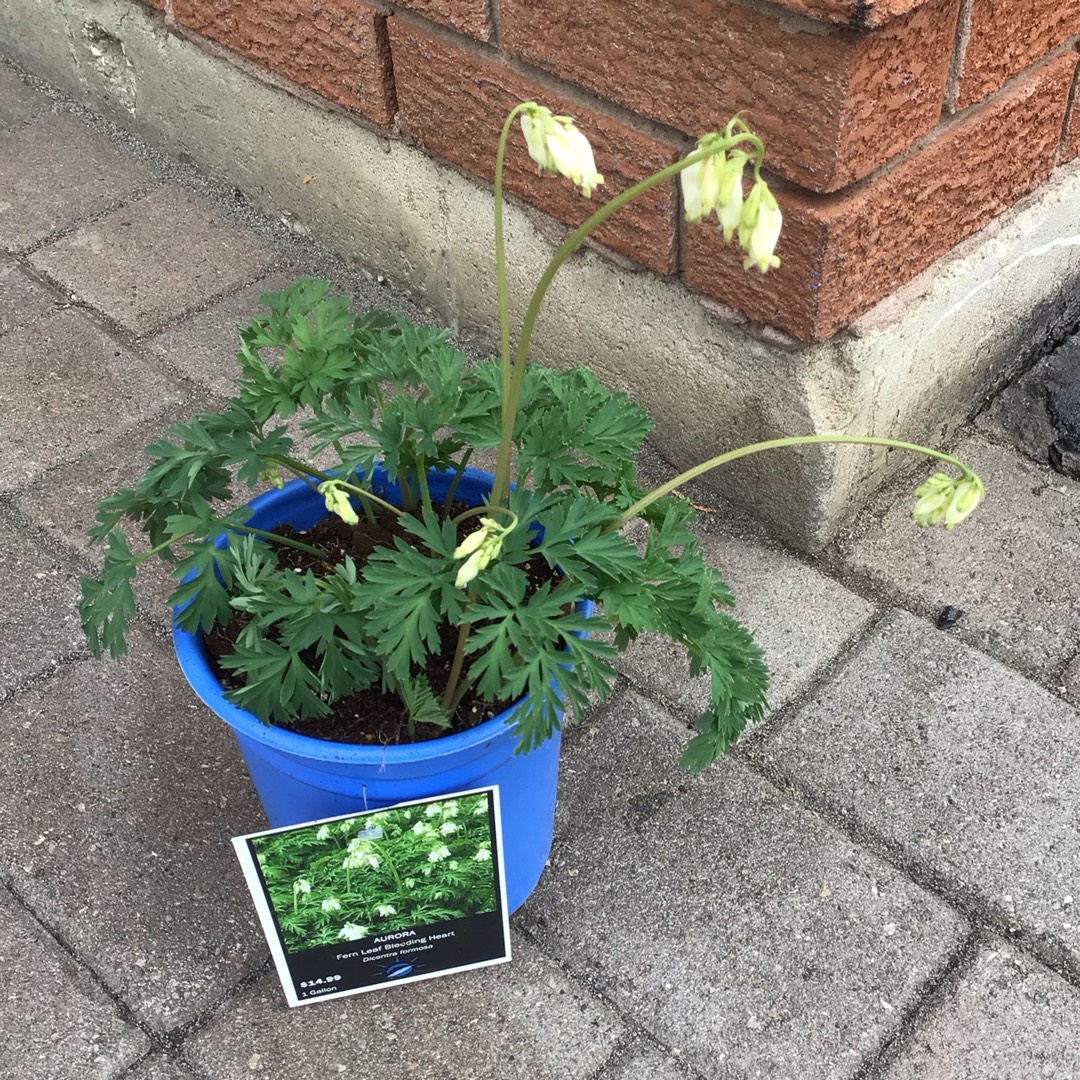 Wild bleeding heart in the GardenTags plant encyclopedia