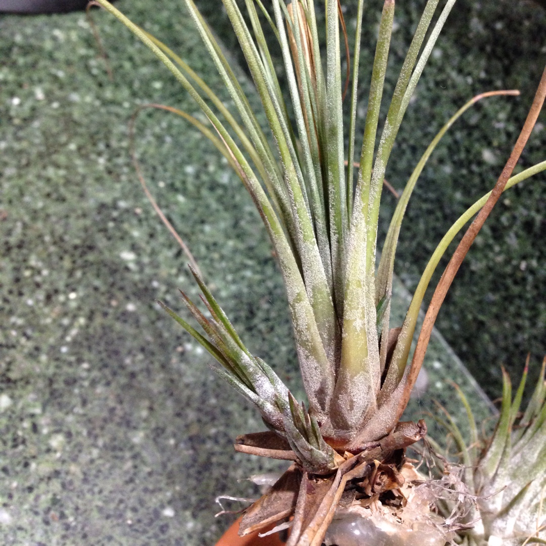 Airplant (Species) Tillandsia stricta in the GardenTags plant encyclopedia