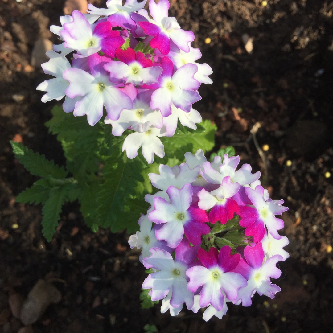 Verbena Sparkle Purple Blues in the GardenTags plant encyclopedia