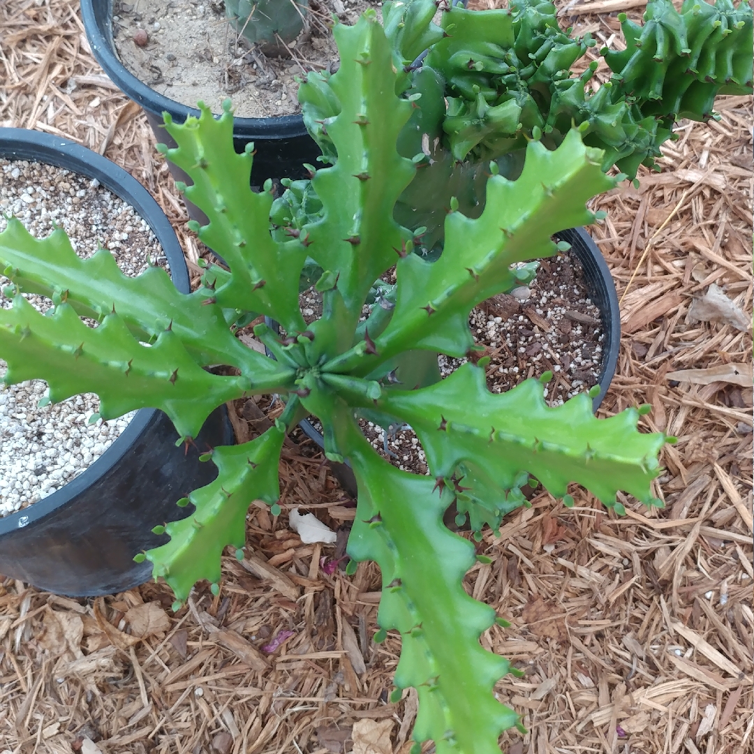 Antique Spurge in the GardenTags plant encyclopedia