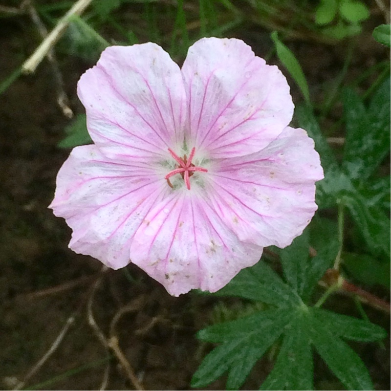 Striped Bloody Cranesbill in the GardenTags plant encyclopedia