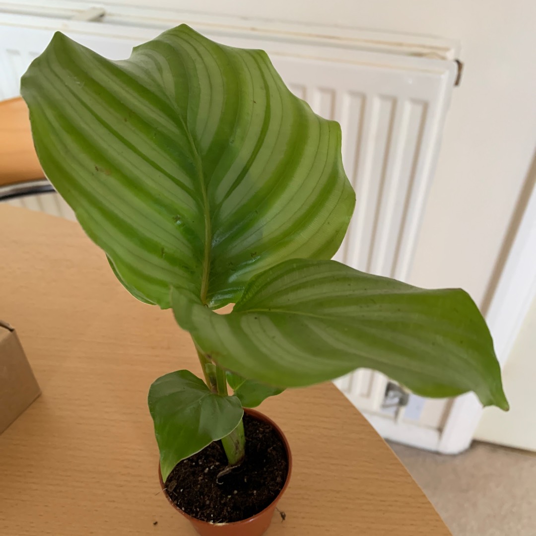 Zebra Plant in the GardenTags plant encyclopedia