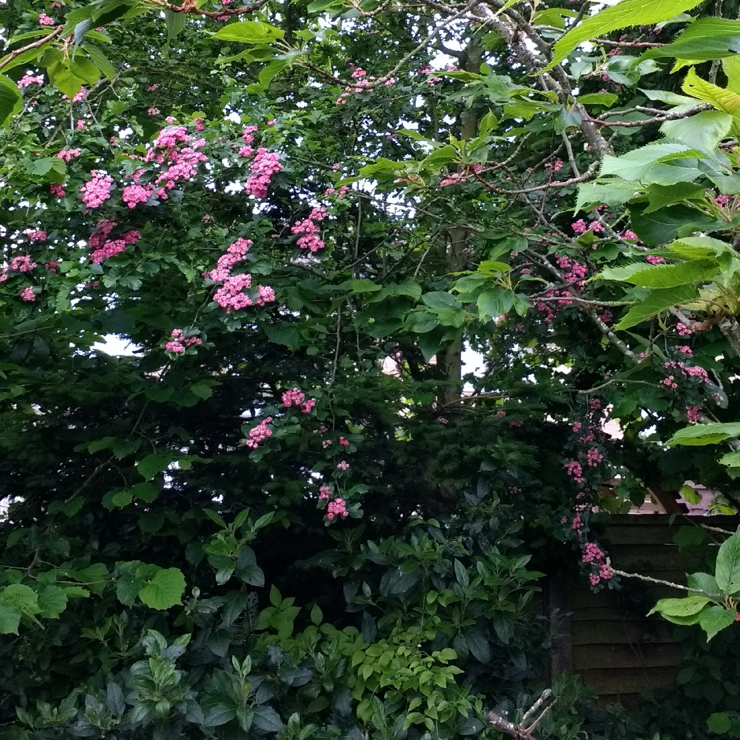 Scarlet Hawthorn in the GardenTags plant encyclopedia