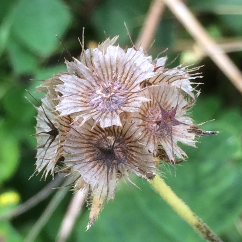 Star Scabious Sternkugel in the GardenTags plant encyclopedia