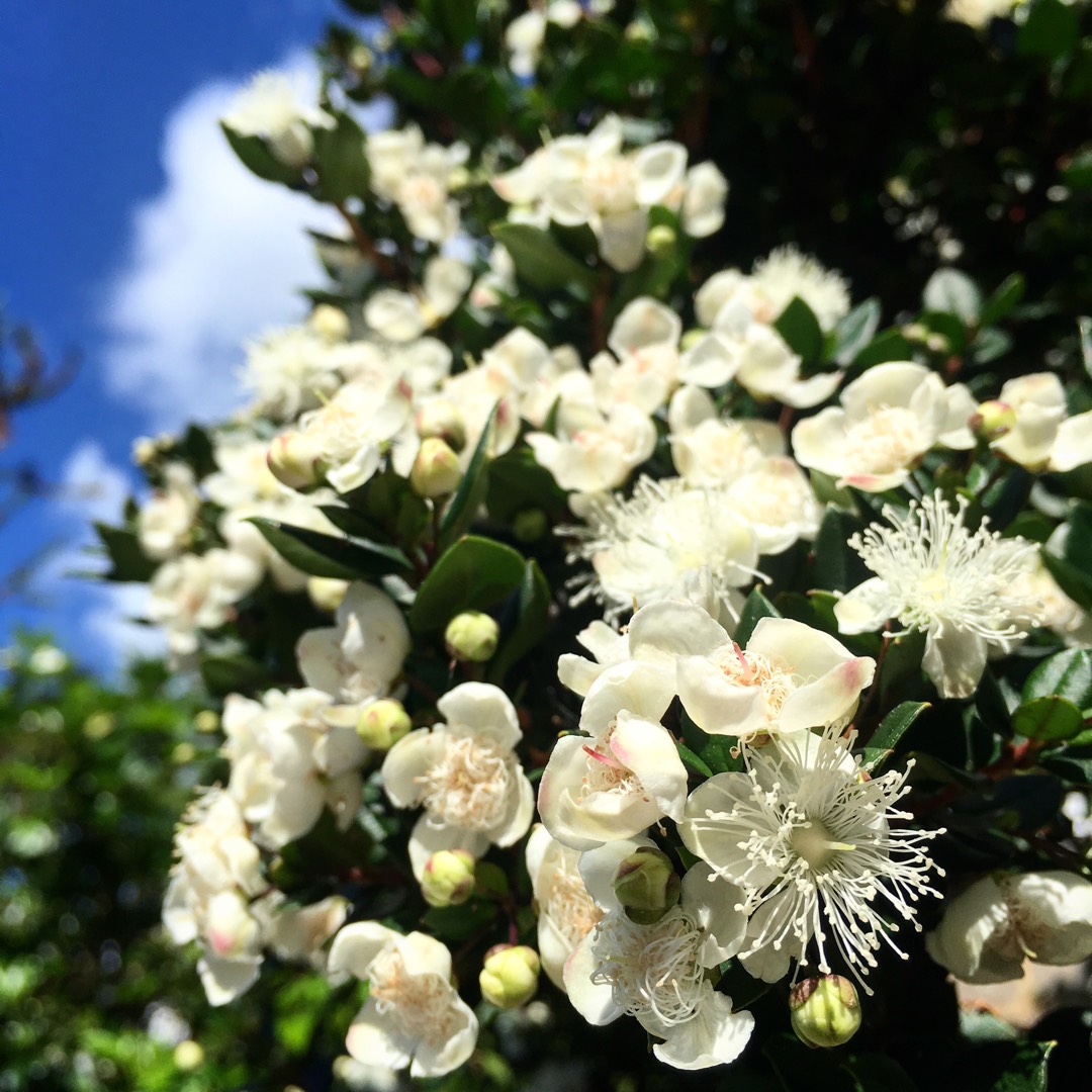 Washington Hawthorn in the GardenTags plant encyclopedia