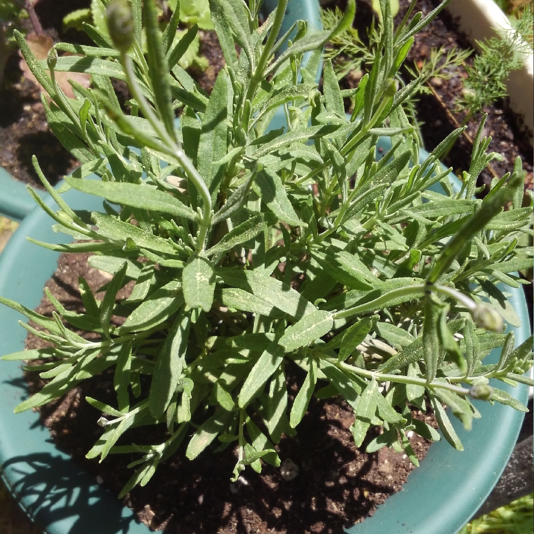 Lavender Lady in the GardenTags plant encyclopedia