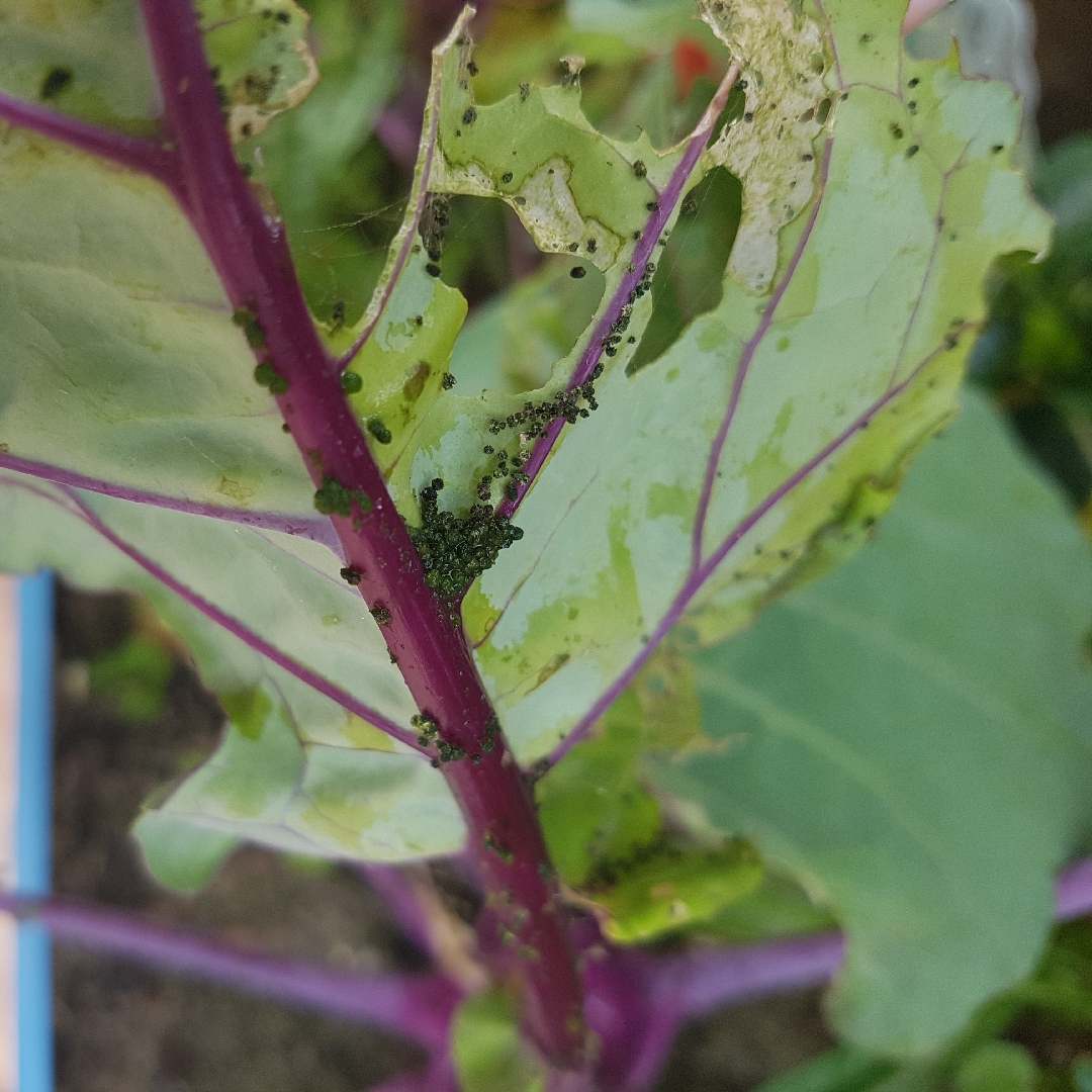 Kohlrabi Early Purple Vienna in the GardenTags plant encyclopedia