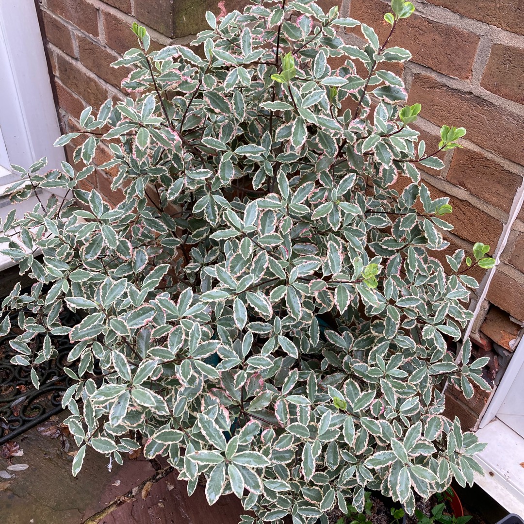 Japanese Pittosporum Variegatum in the GardenTags plant encyclopedia