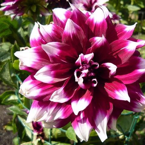 Dahlia Mystery Day (Decorative) in the GardenTags plant encyclopedia