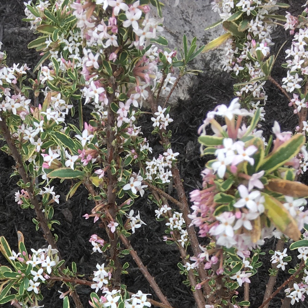 Daphne Carol Mackie in the GardenTags plant encyclopedia