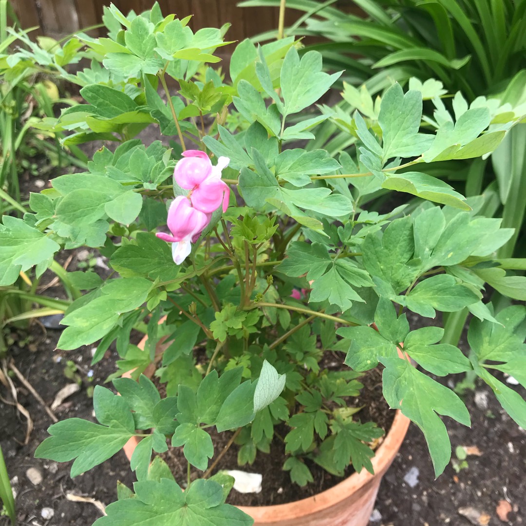 Bleeding heart Bacchanal in the GardenTags plant encyclopedia