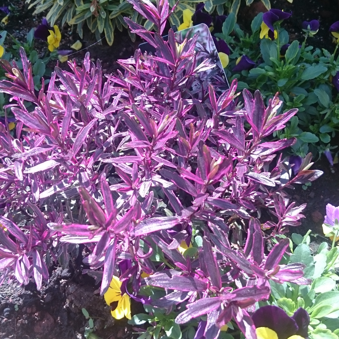 Shrubby Veronica Frozen Flame in the GardenTags plant encyclopedia