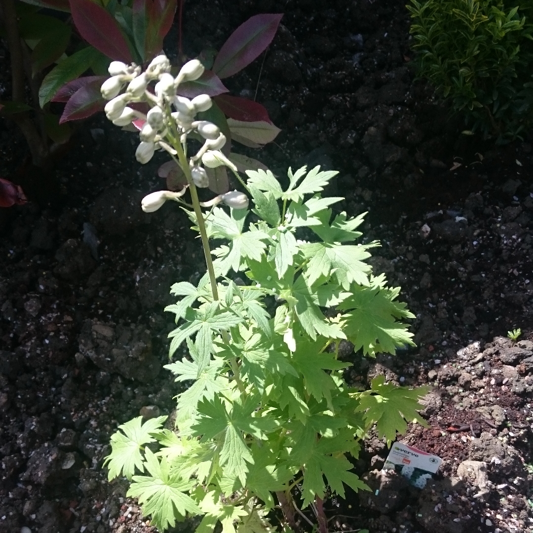 Delphinium Magic Fountains White Dark Bee in the GardenTags plant encyclopedia