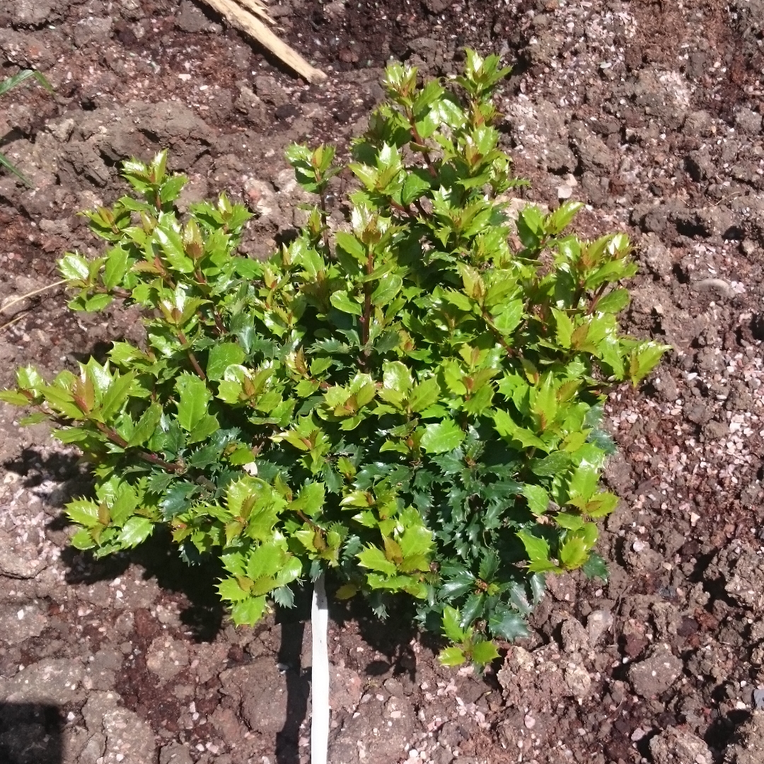 Blue Holly Little Rascal in the GardenTags plant encyclopedia