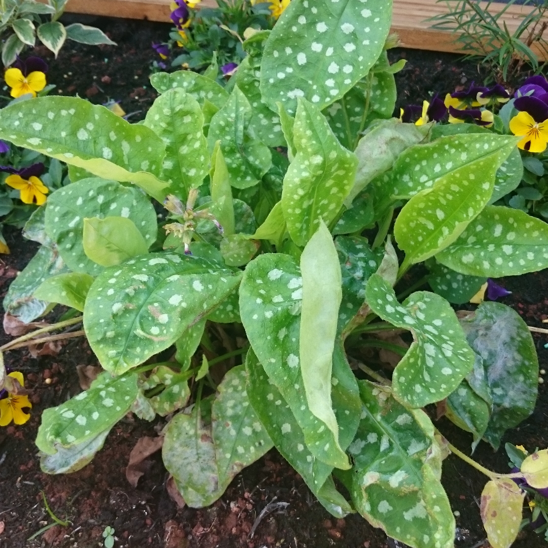 Lungwort Margery Fish in the GardenTags plant encyclopedia