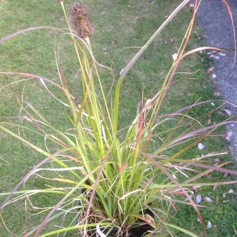 Pennisetum Red Bunny Tails in the GardenTags plant encyclopedia