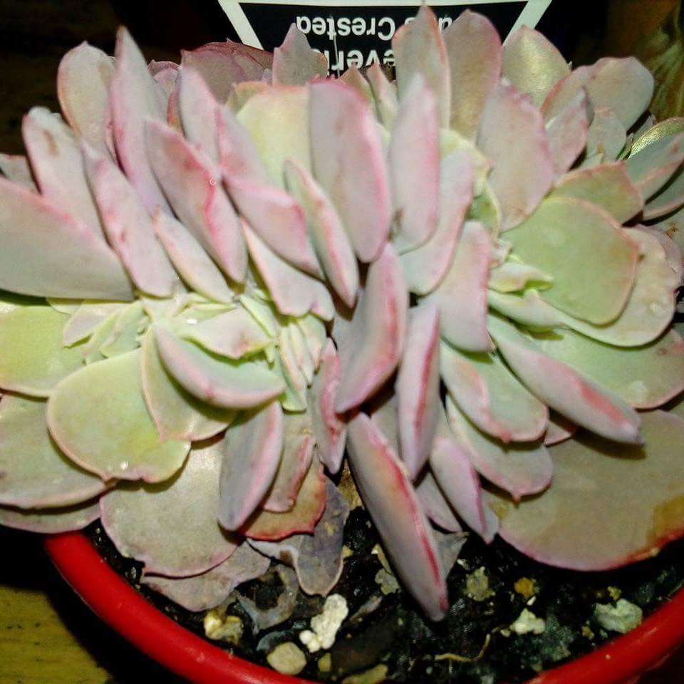 Echeveria Blue Curls Crested in the GardenTags plant encyclopedia